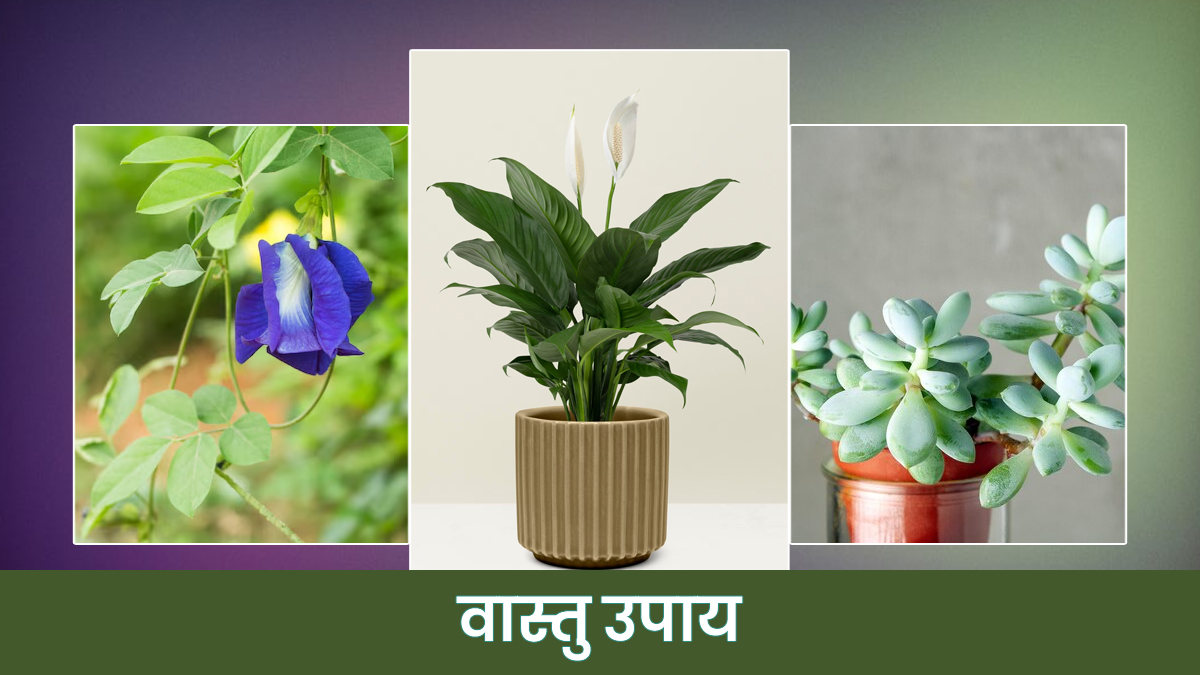 Vastu Tips: नए साल में बदल सकती है किस्मत घर पर लगाएं ये 3 पौधे, आएगी खुशहाली