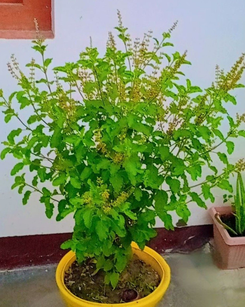 1 - 2025-12-29T174330.138