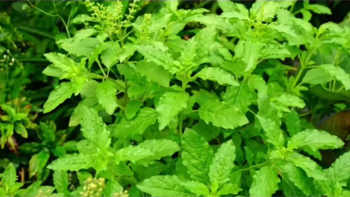 2 - 2025-12-29T174343.700