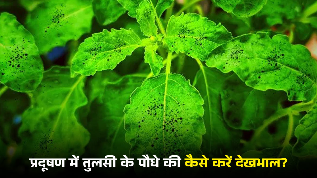 क्या आपके बगीचे में लगी तुलसी हो गई है काली? कहीं ये तो नहीं कारण; माली से जानें बचाव के सुझाव