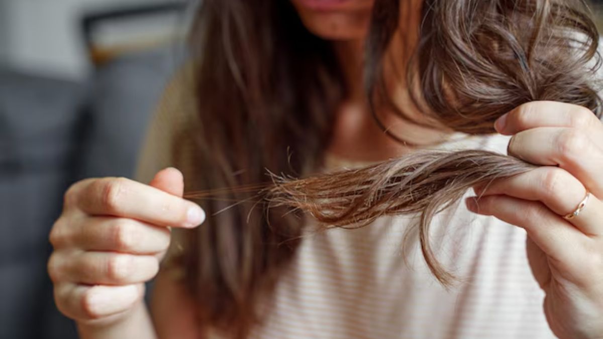 Split Ends Solution: दो मुंहे बालों के लिए आजमाएं एक्सपर्ट के बताएं ये 2 खास उपाय, मिलेगी राहत