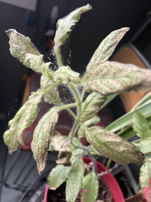 How to protect Tulsi plant from Delhi pollution