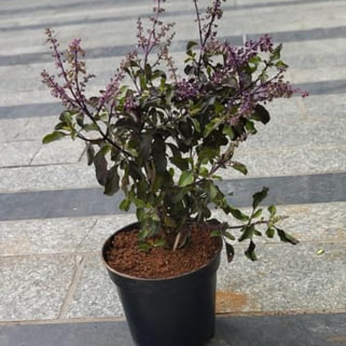 How to save Tulsi from drying in winters