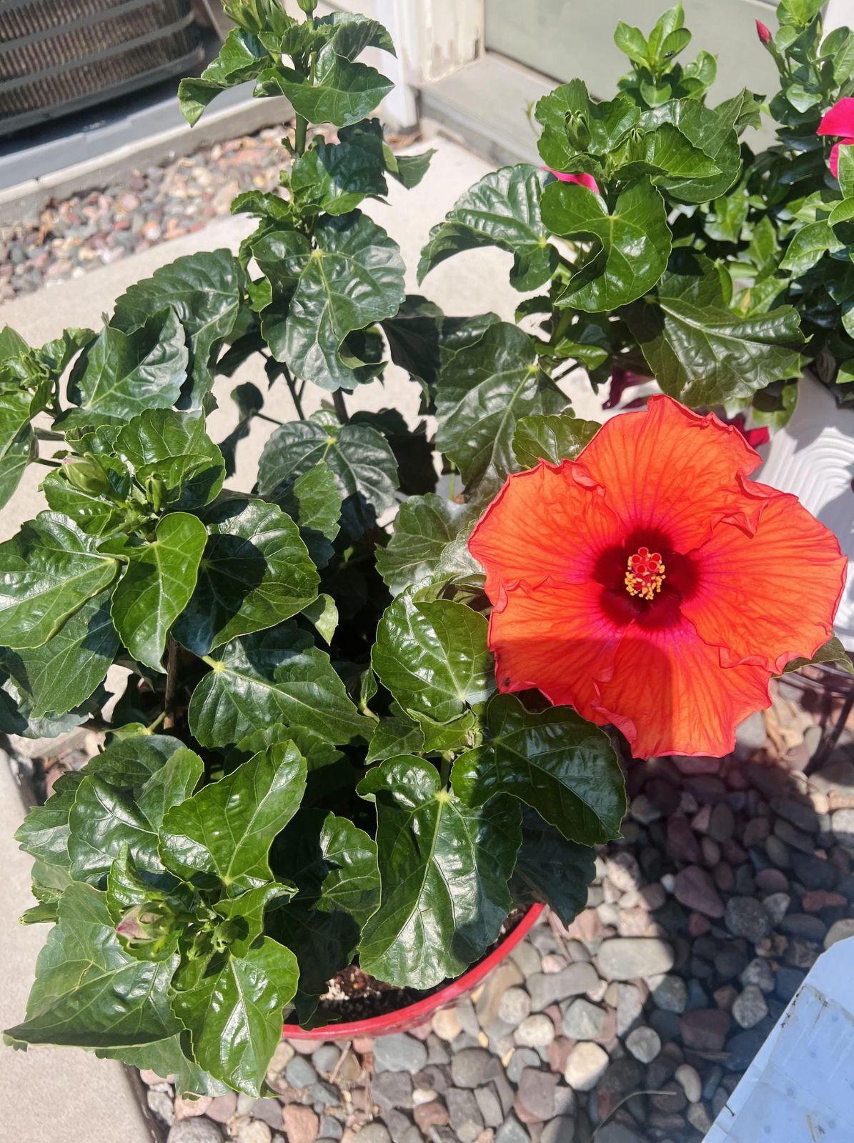 bring hibiscus plant at home in year 2026