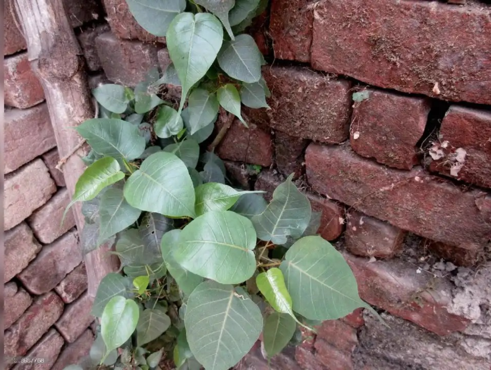 image - 2025-12-31T144734.534