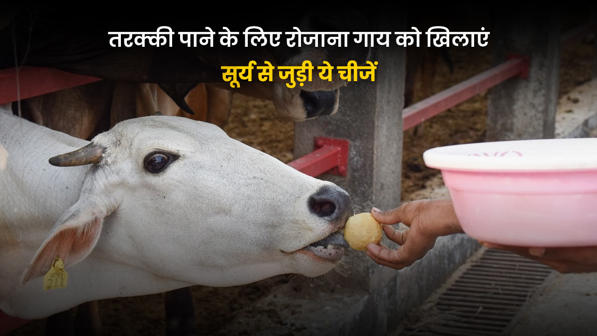 Cow Remedy: रोजाना गाय को खिलाएं सूर्य से जुड़ी ये चीजें, इस साल तरक्की पक्की
