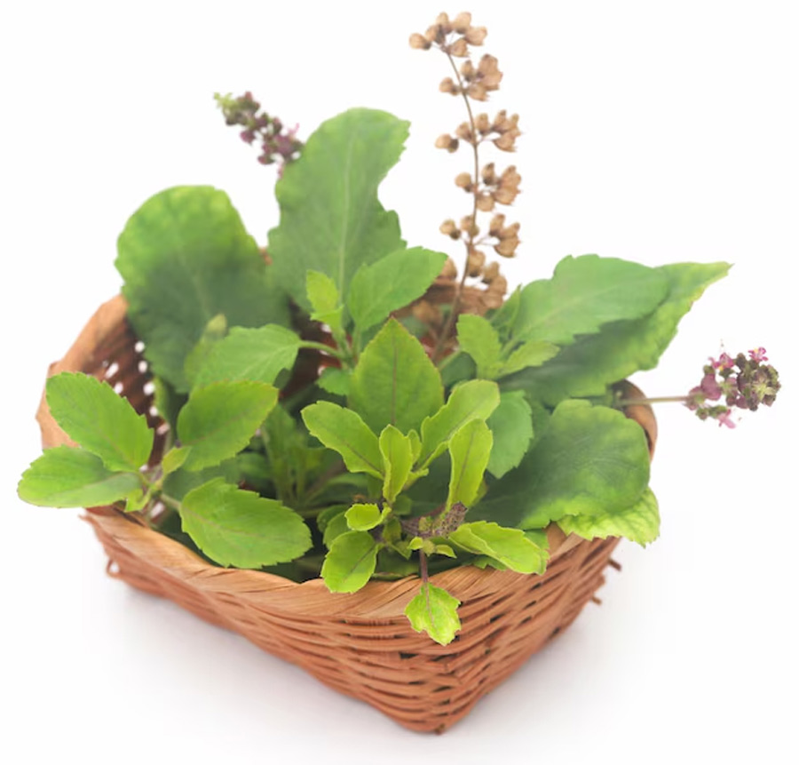 tulsi leaves for puja