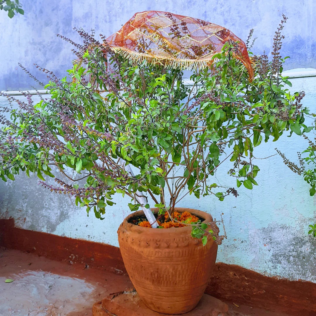 tulsi ke gamle ki mitti ka rang badalna kya sanket deta hai