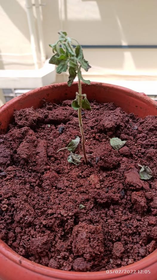 tulsi ke gamle ki mitti ke rang badalne se kya hota hai