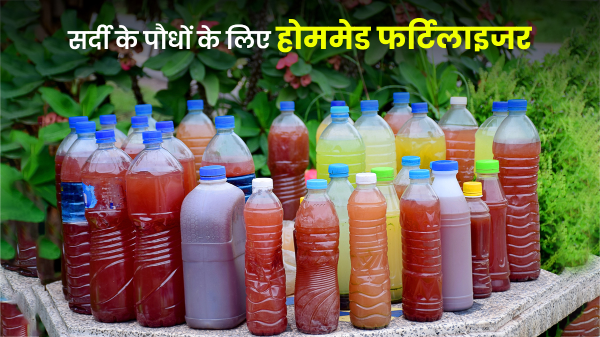 Healthy Fertilizer For Winter Outdoor Plants: अरे रुकिए!नर्सरी जाने की नहीं पड़ेगी जरूरत, सर्दियों में पौधों को हेल्दी बनाएं ये होमेमड टॉनिक