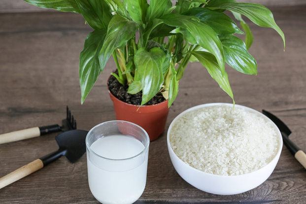 How to make homemade fertilizer for plants