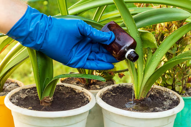 What is the best homemade fertilizer for plants outdoor