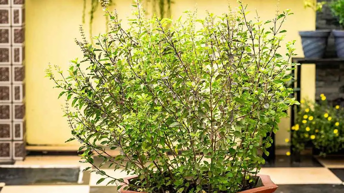 तुलसी के पौधे का अचानक से बढ़ना देता है ये संकेत, क्या जीवन में होने वाली है कोई बड़ी घटना?