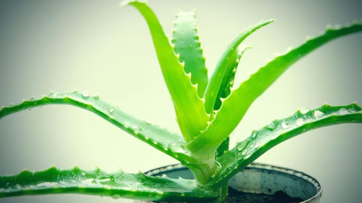 aloe vera for hair growth