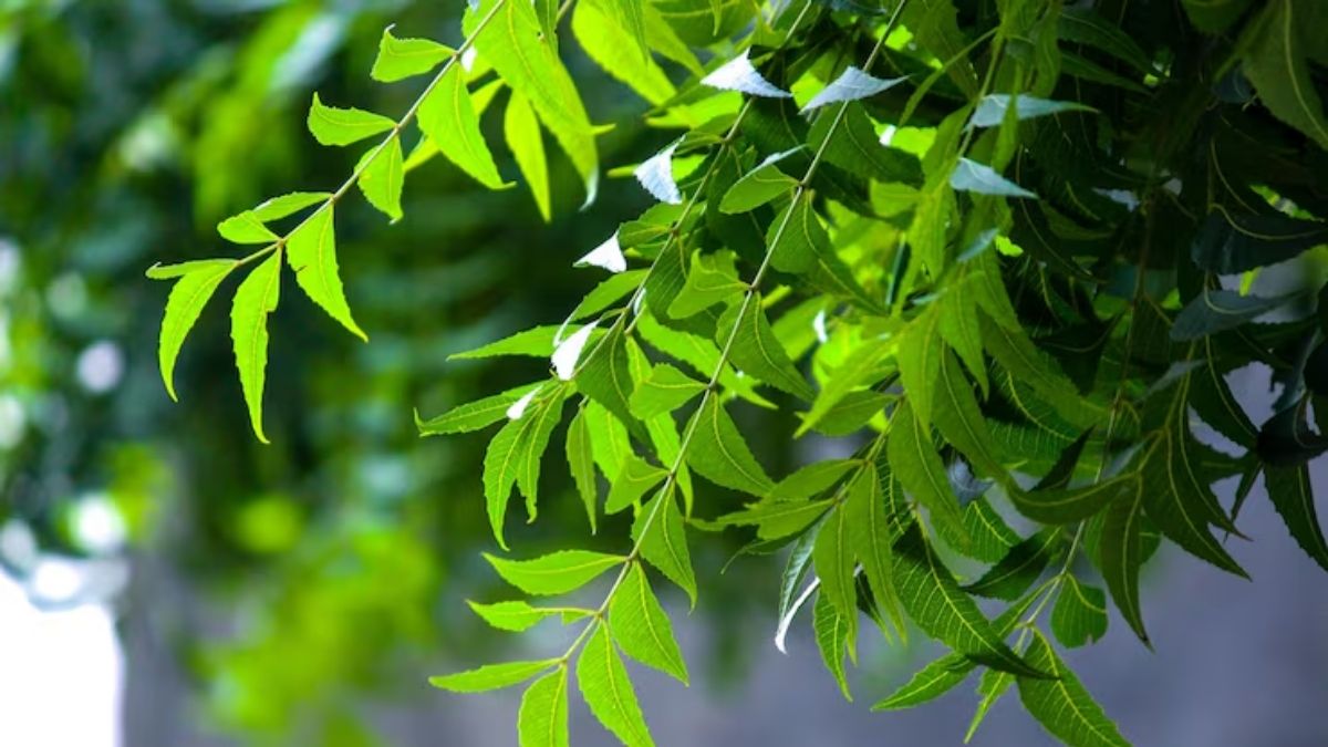 neem leaves for hair growth