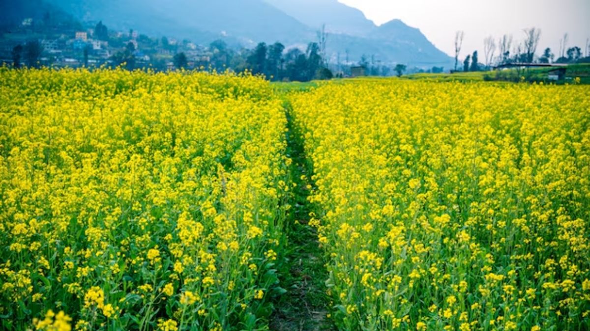 basant panchami 2026 in punjab