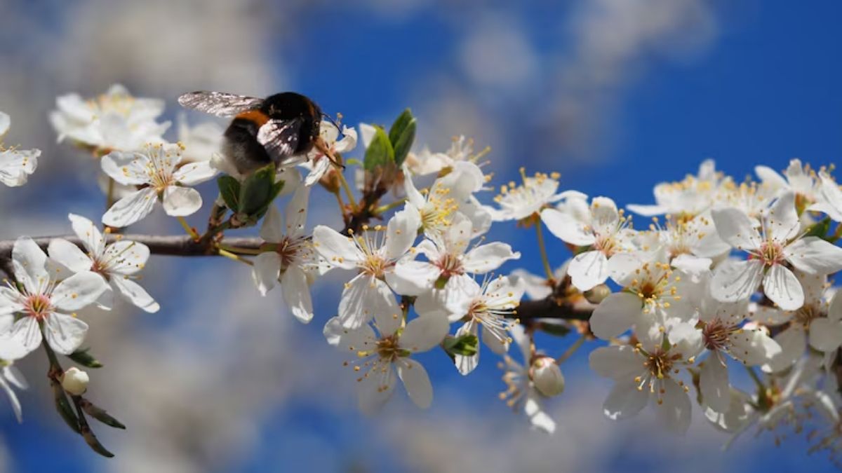 flowers that attract birds (2)