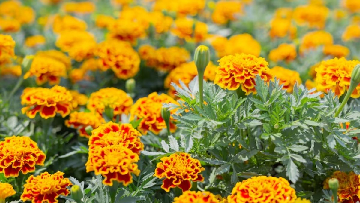 flowers that attract birds (5)