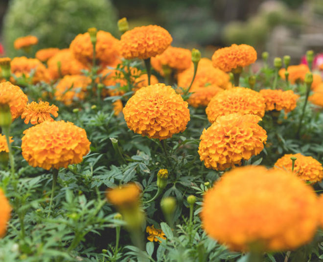 how to make marigold bushy