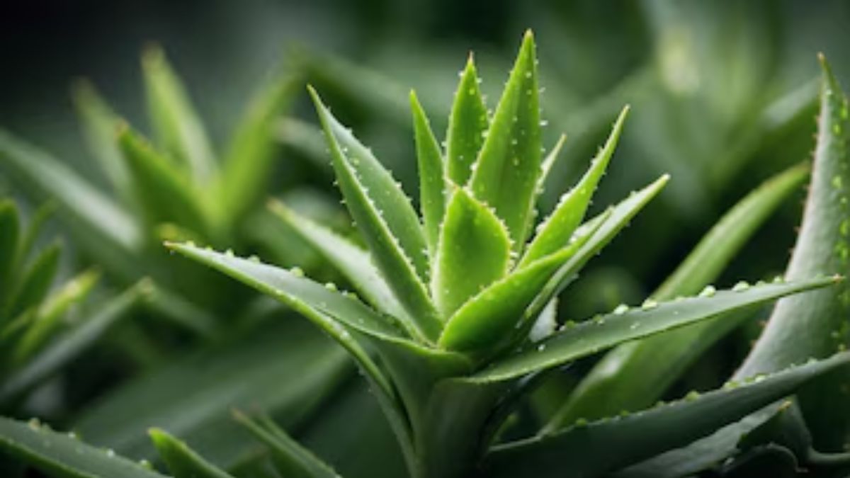 aloe vera plant growth tips (2)