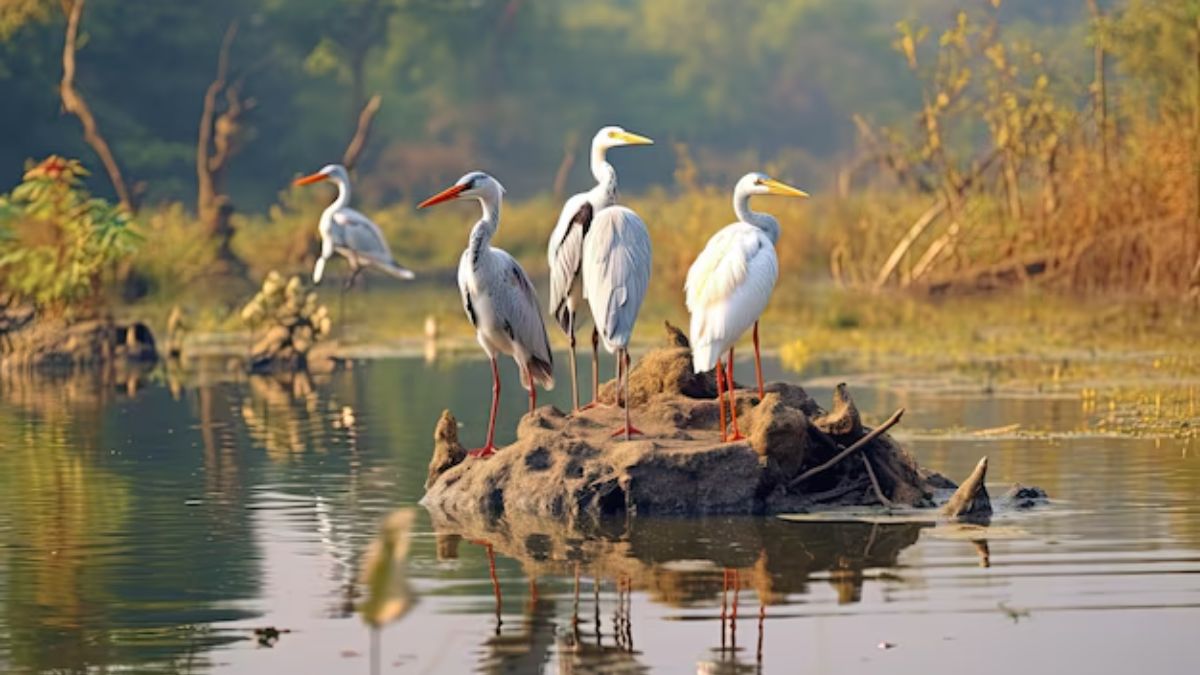 okhla bird sanctuary