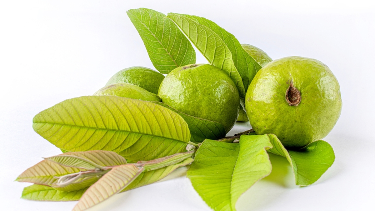 guava leaves for constipation by expert