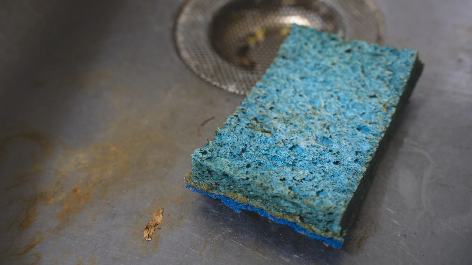 kitchen sponge