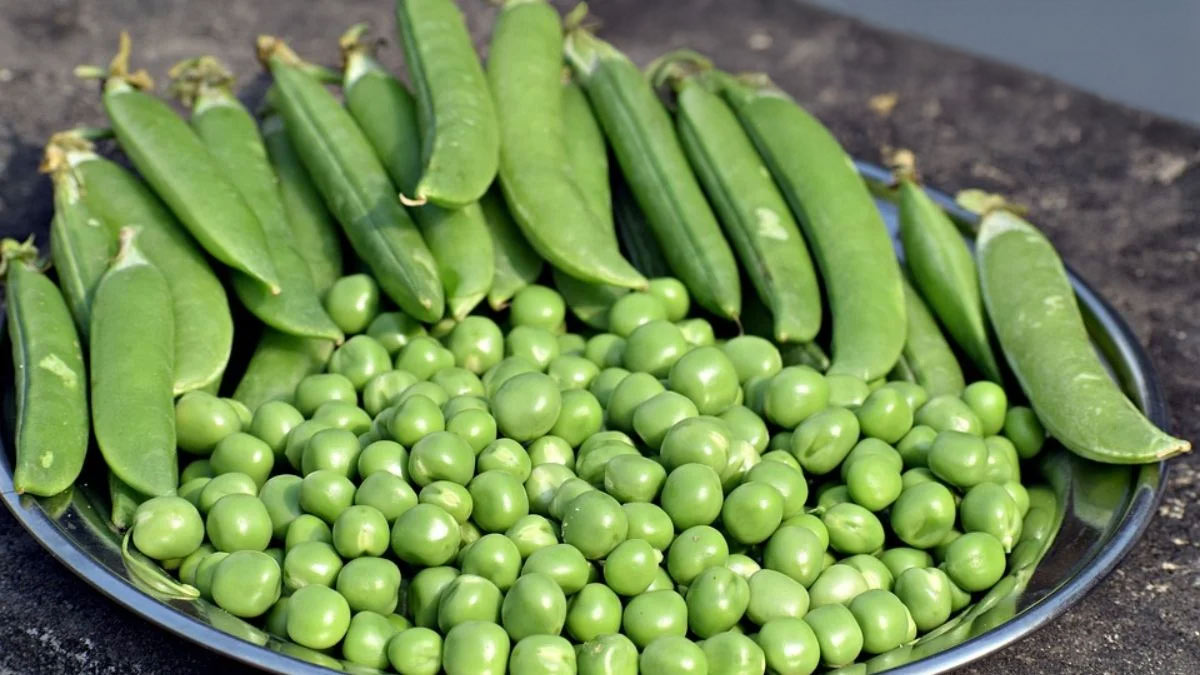 Peas Storage Tips: ताजी मटर को छीलने के बाद हफ्ते-भर तक फ्रेश कैसे रखें? ये तरीके आएंगे काम