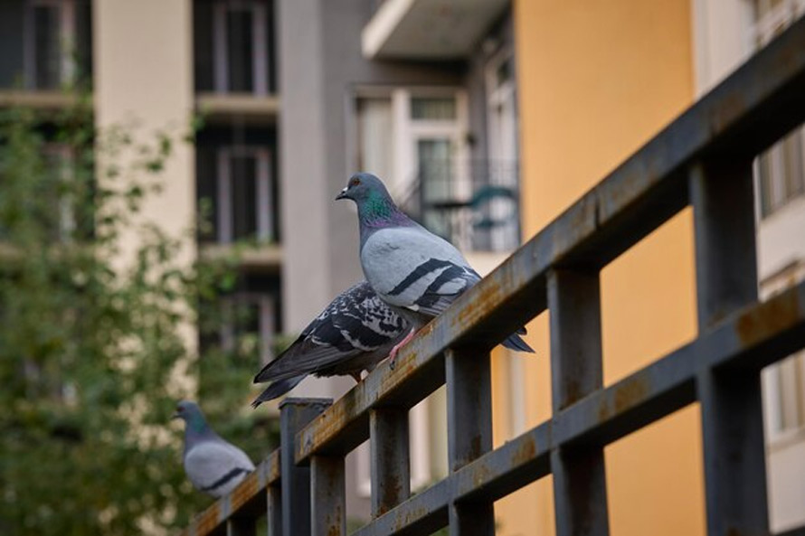pigeon beat