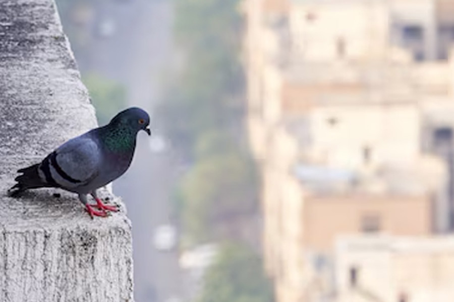 pigeon beat cleaning