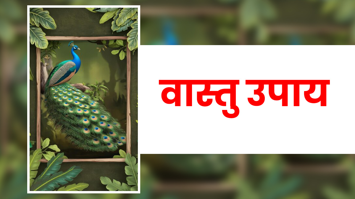 Vastu Tips for Peacock Photo: वैवाहिक जीवन में प्रेम बढ़ाने के लिए घर लाएं मोर की तस्वीर, जानें लगाने की सही दिशा
