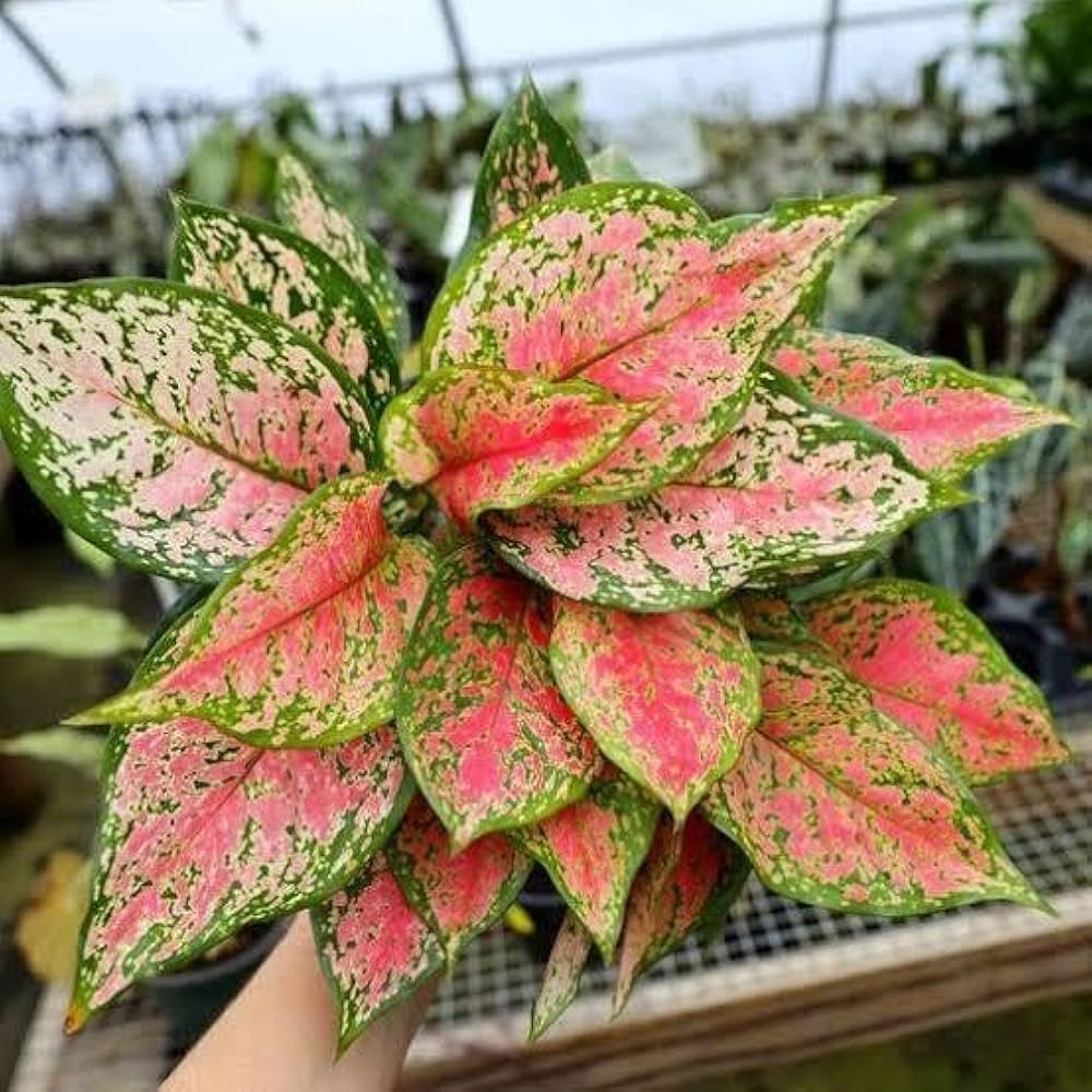 Aglaonema Pink Vali
