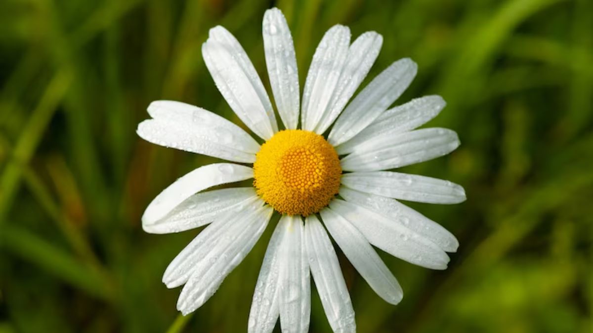 daisy plantation tips (1)