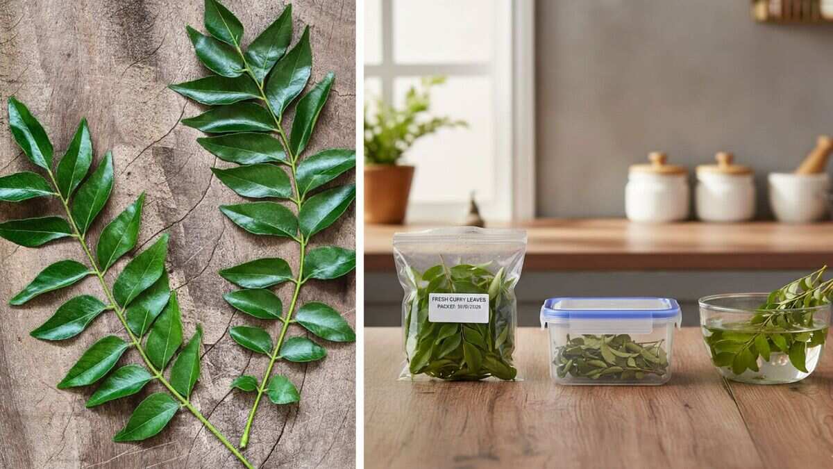 पड़ोसी के पौधे से एक साथ तोड़ लाई हैं ढेर सारा करी पत्ता? सही तरीके से नहीं किया स्टोर तो सड़ने लगेगा, इन गलतियों को करने से बचें