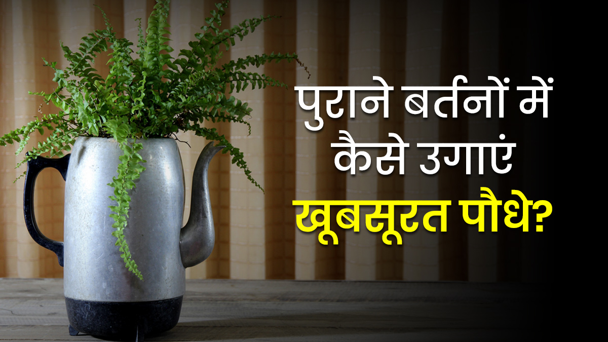 कड़ाही हो या केतली, पुराने बर्तनों में ऐसे उगाएं खूबसूरत पौधे; अपनी बालकनी को दें यूनिक और विंटेज लुक