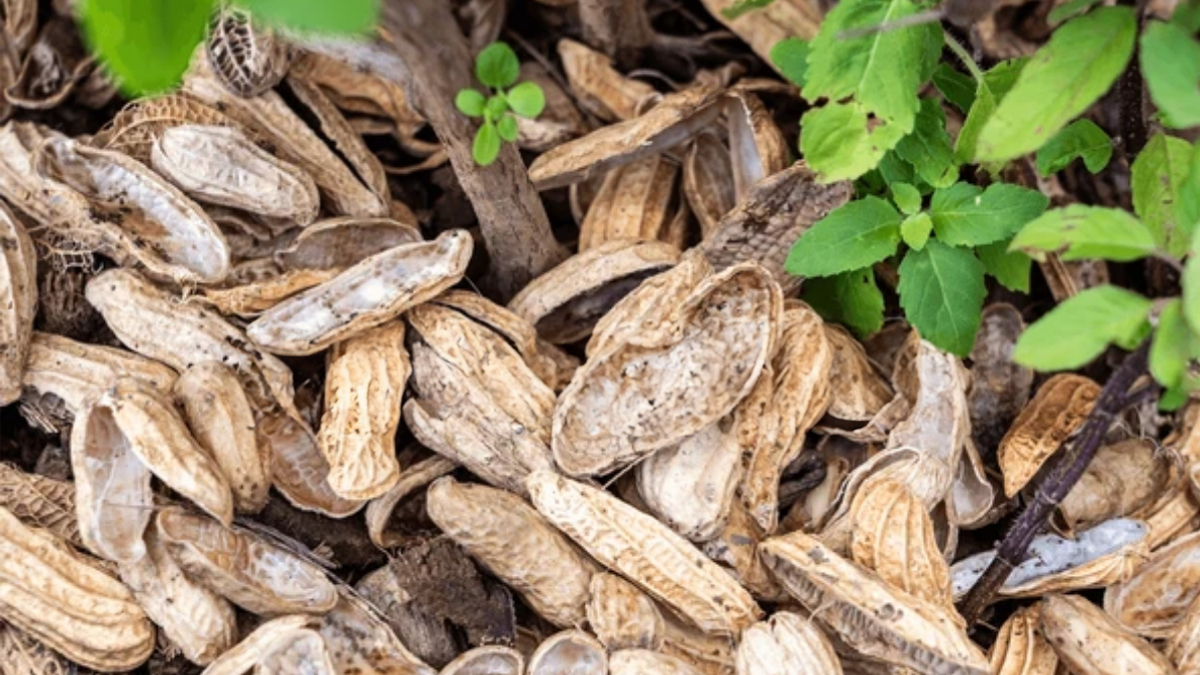 gardening with peanut shells