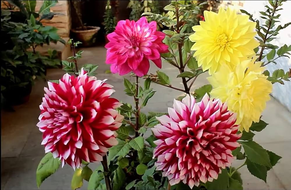 Dahlia plant growing tips