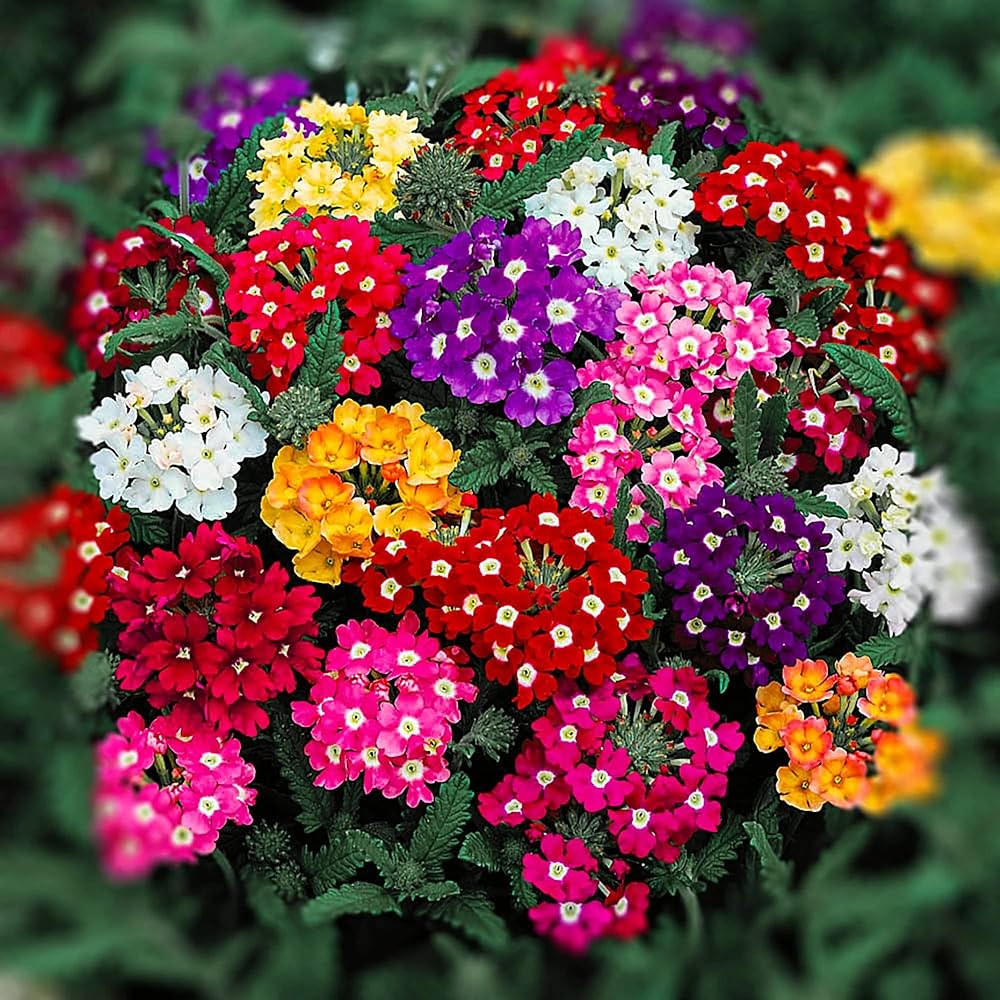 Verbena plant cre tips