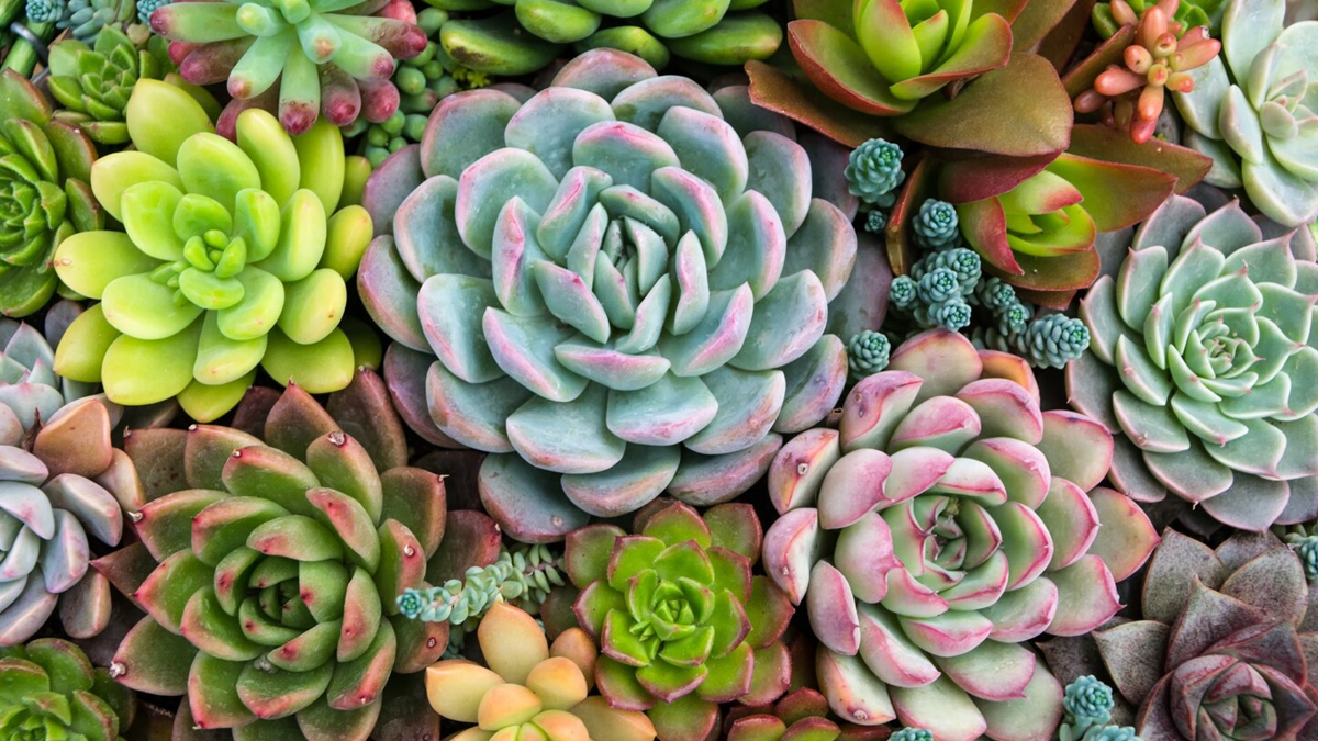 succulents (2)