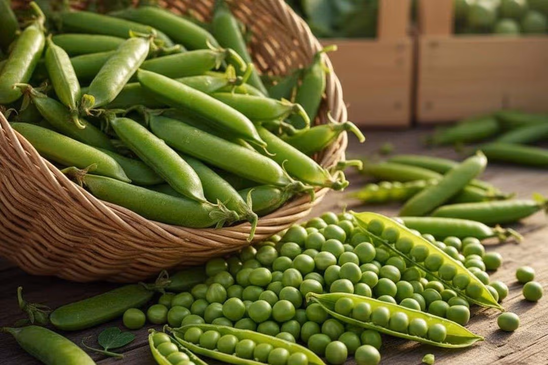 How to store green peas for 12 months at home