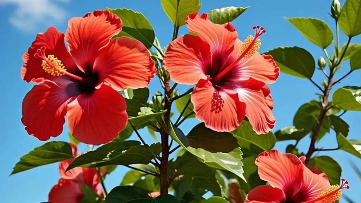 hibiscus for hair fall