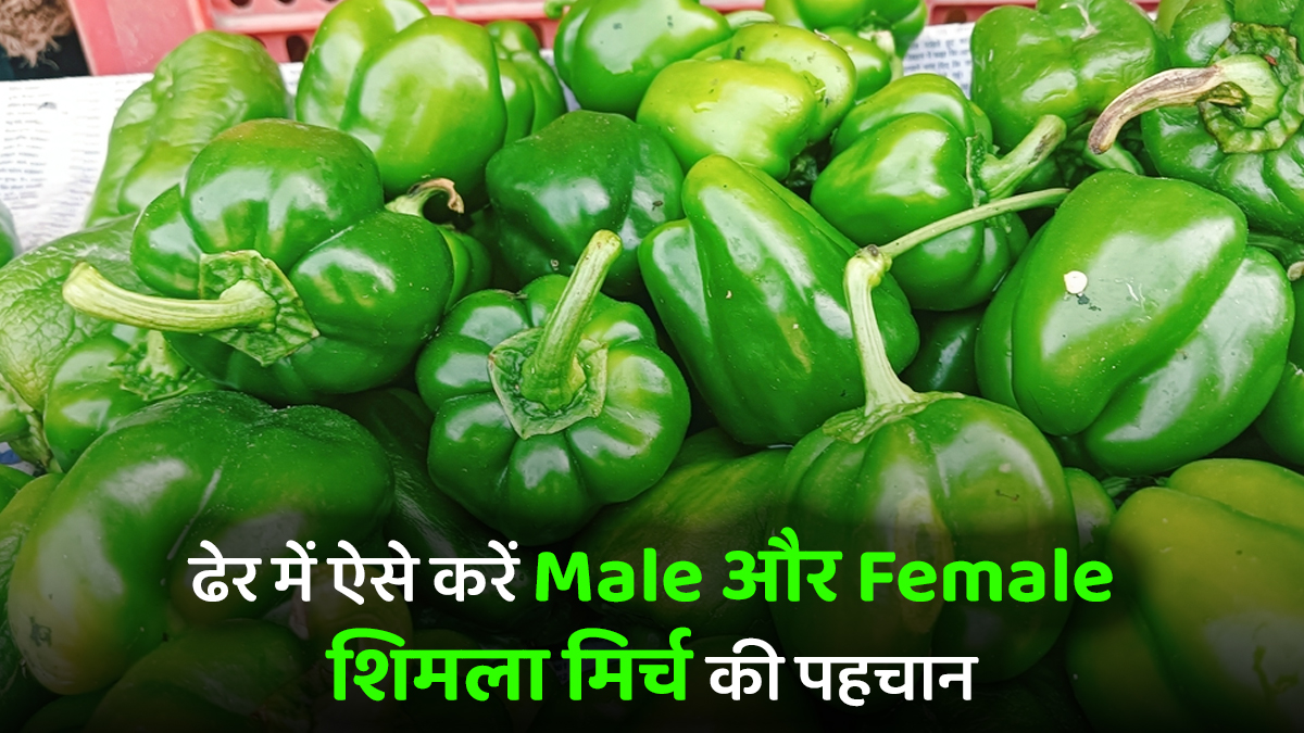 Male और Female शिमला मिर्च की कैसे करें पहचान? सोशल मीडिया पर वायरल हो रही ट्रिक, क्या आपने किया ट्राई