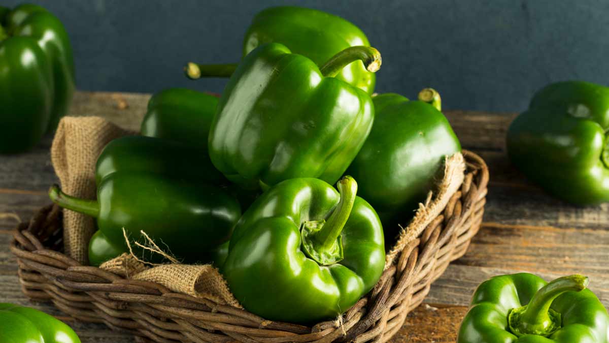 Which capsicum is good