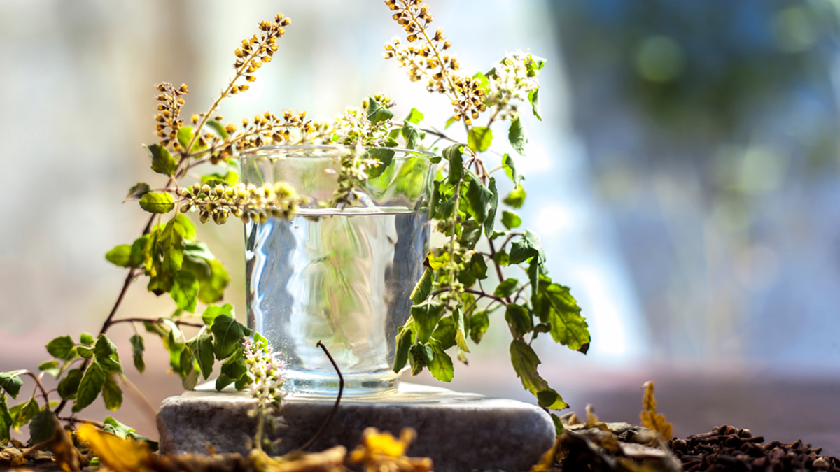 tulsi water for deworming