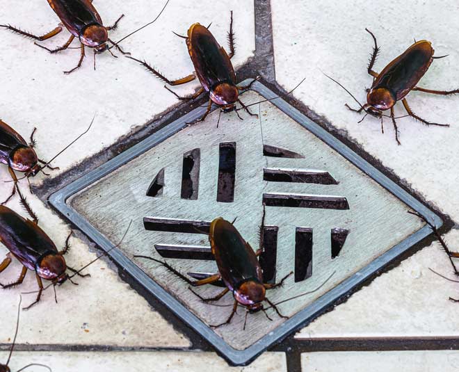 Where do cockroaches breathe