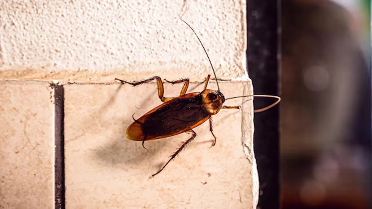 cockroach related facts in hindi