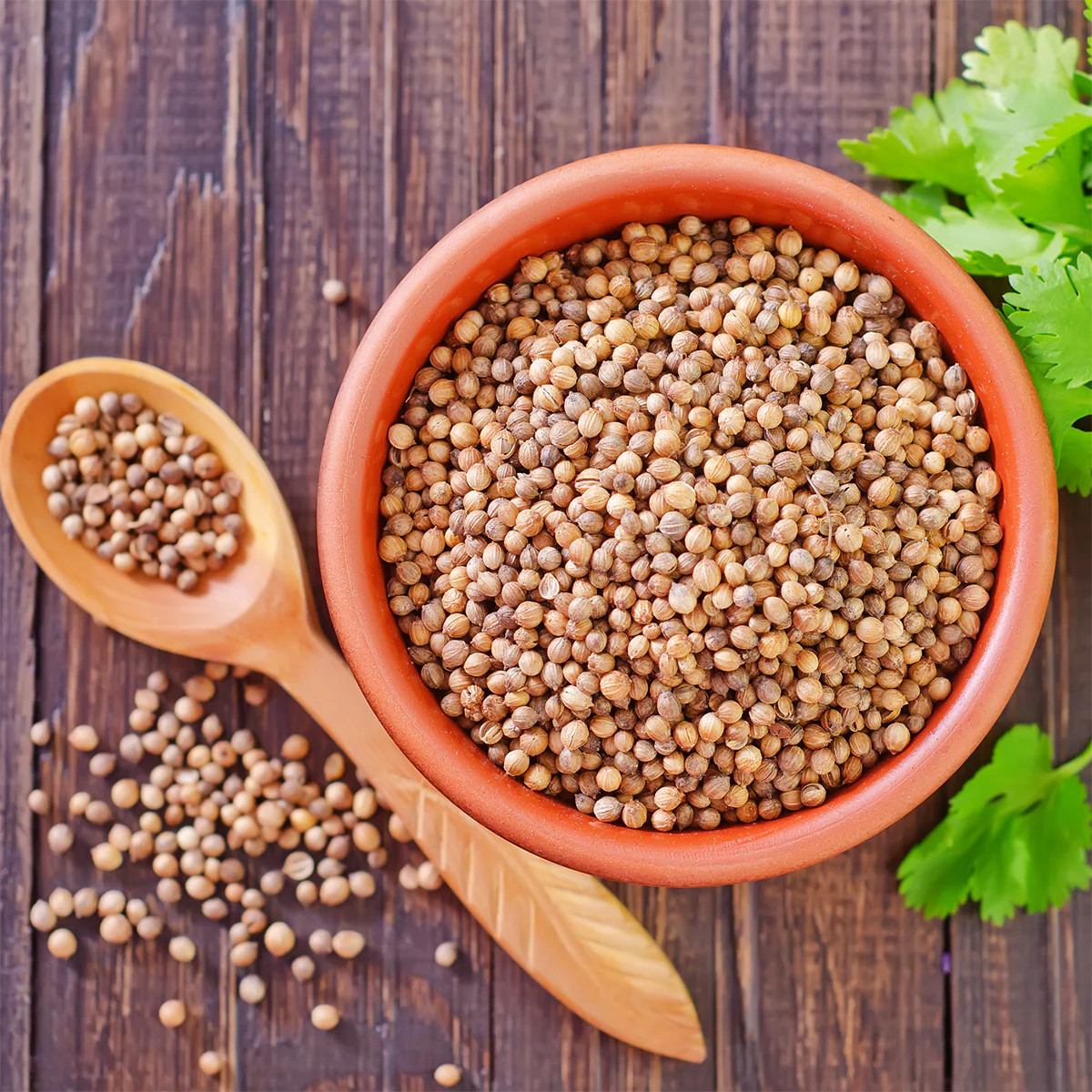 coriander history