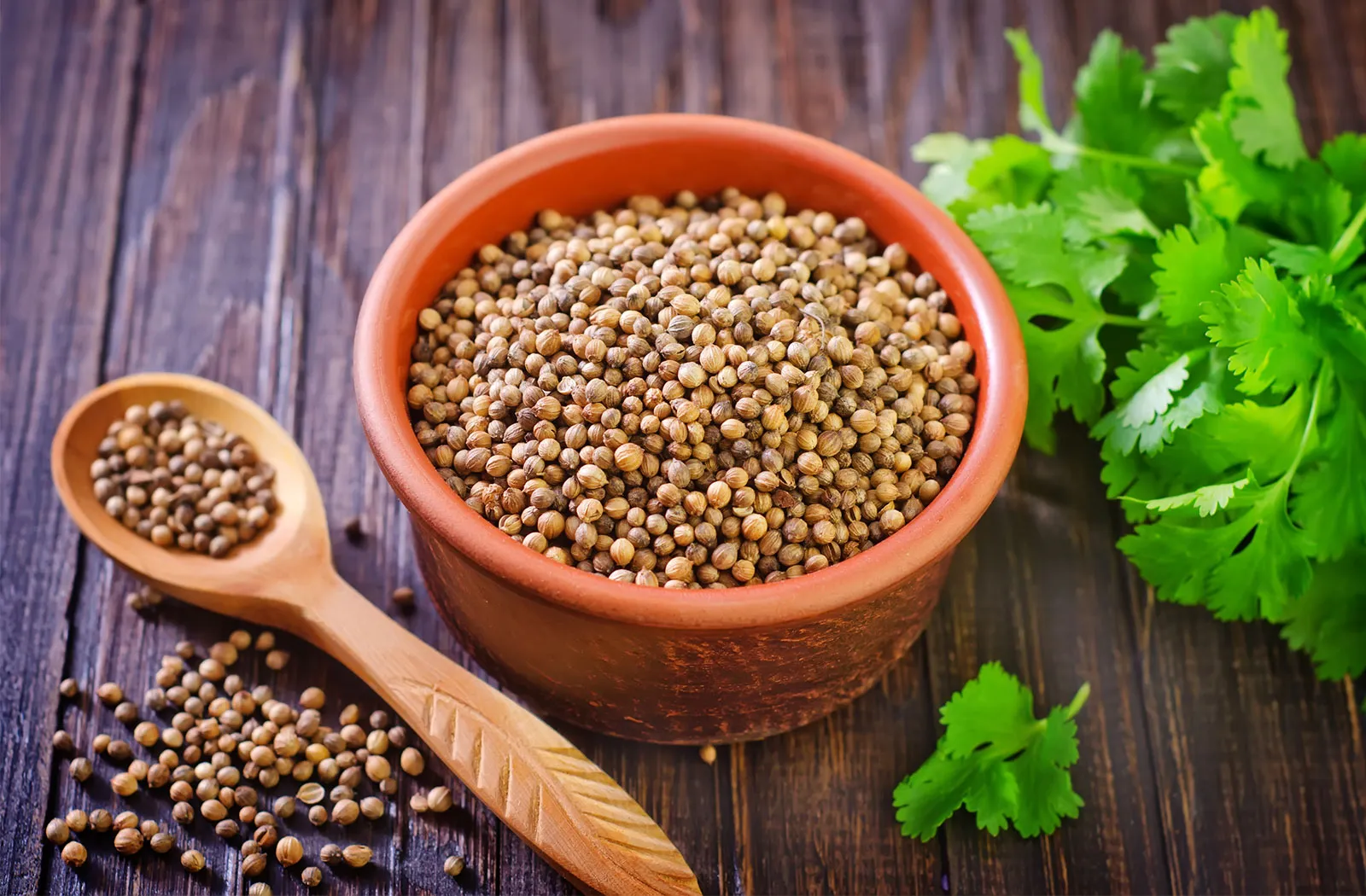 history of coriander in India
