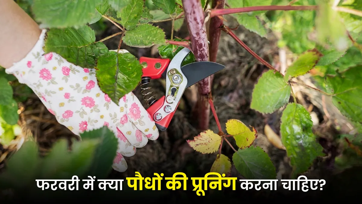 When's the best time to start pruning