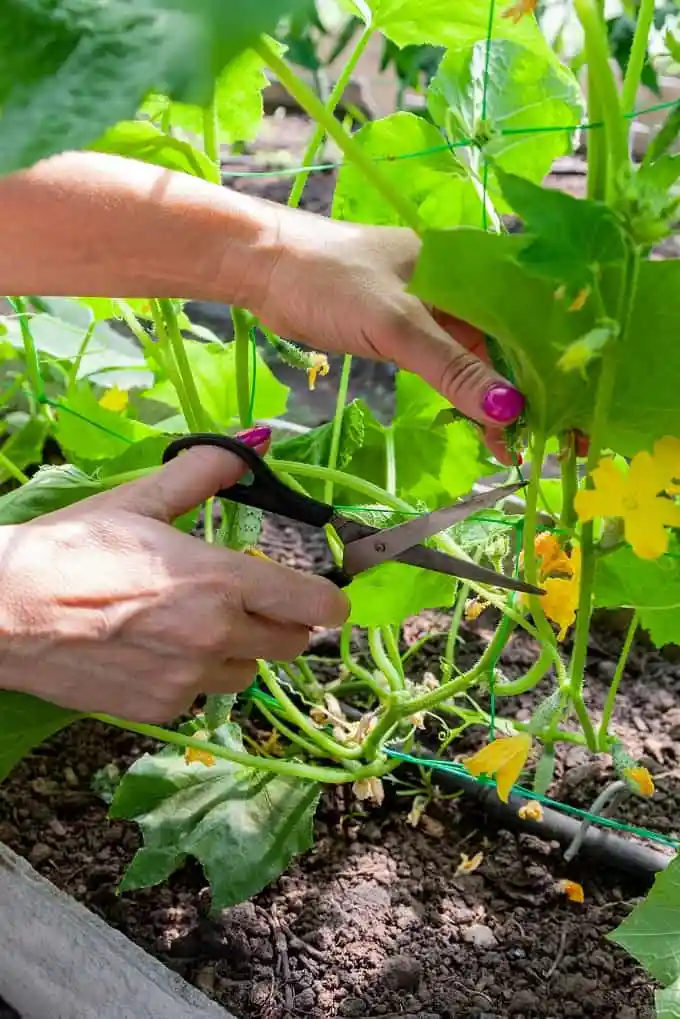 how to prune plants in February
